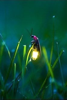 Ahmet Duran Hergün tweet media