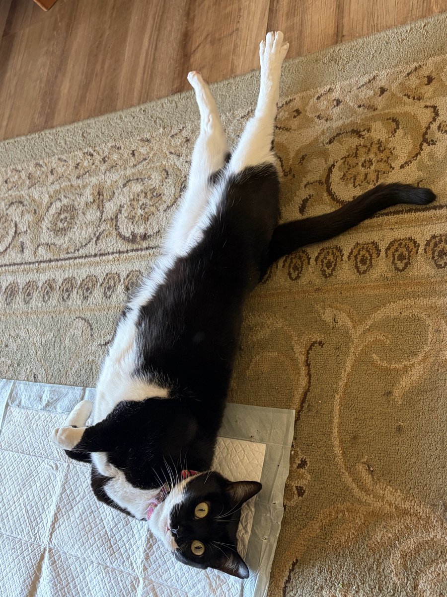 sword coast steve austin 2 tweet media