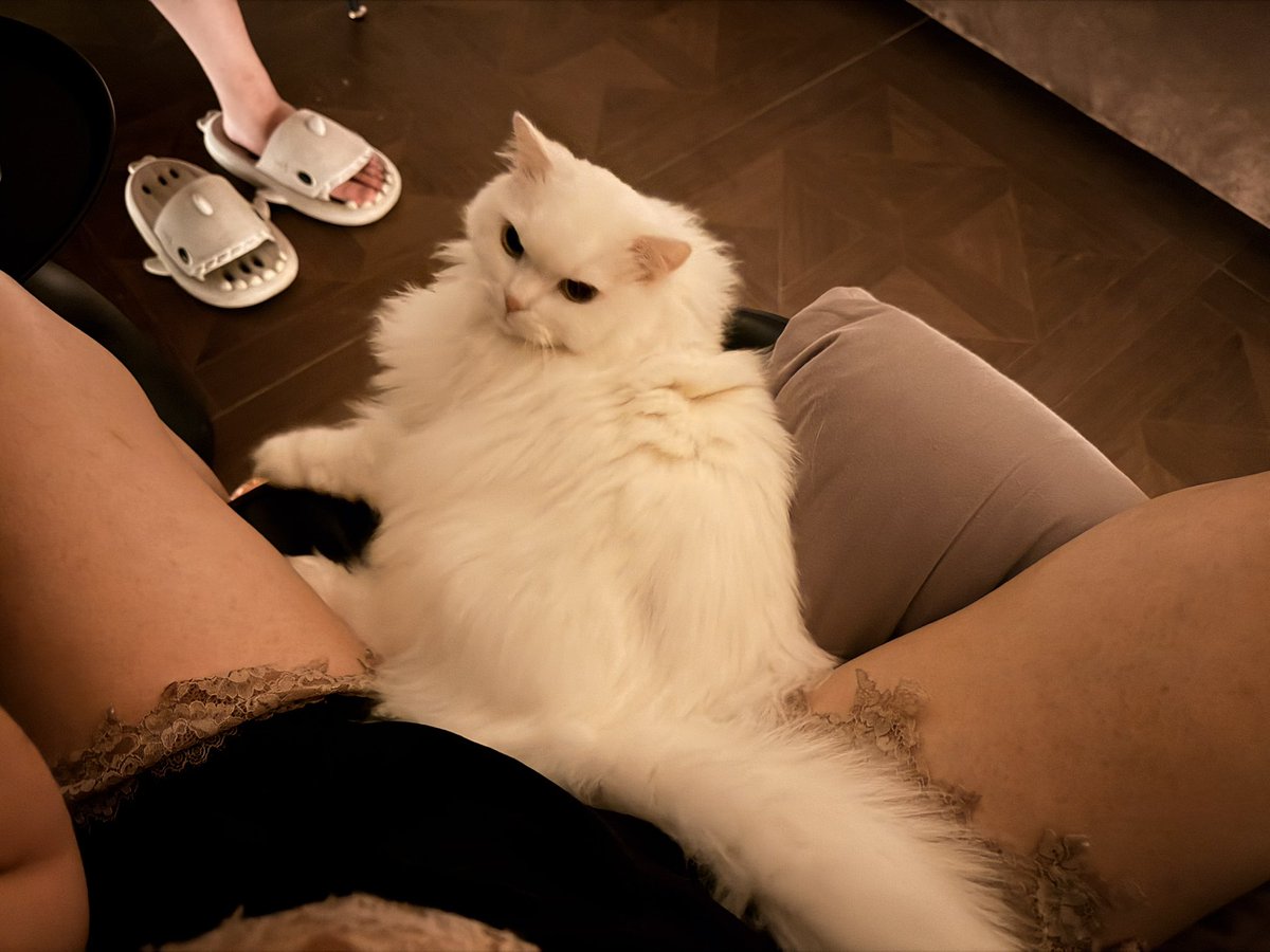 Joshua’ cat tweet media