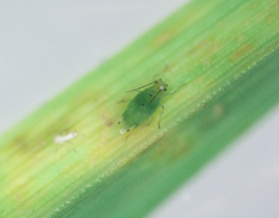 Agricultural Research Service tweet media