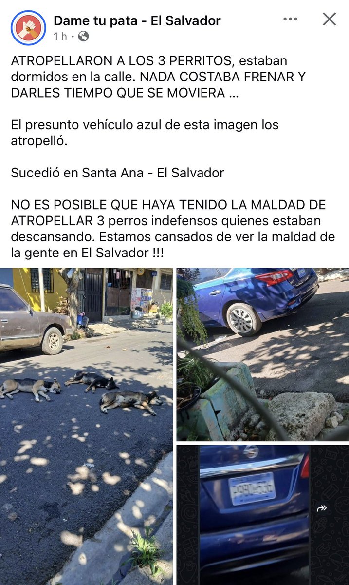 erikasaldana's tweet photo. No entiendo cómo puede haber gente tan desalmada. Favor compartir @PNCSV @AlcaldiaSantaAn https://t.co/oUPEuyDpT1