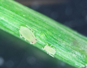 Agricultural Research Service tweet media