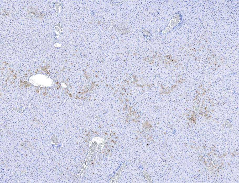 Science Immunology tweet media