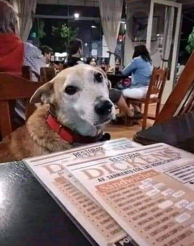 Tweets of Dogs tweet media