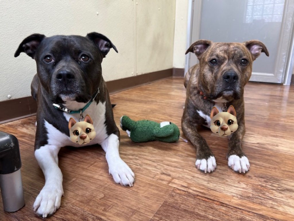 hazard_209's tweet photo. @TracketPacer Frankie &amp; Ollie laying down and waiting for a treat https://t.co/LF52nEBu43