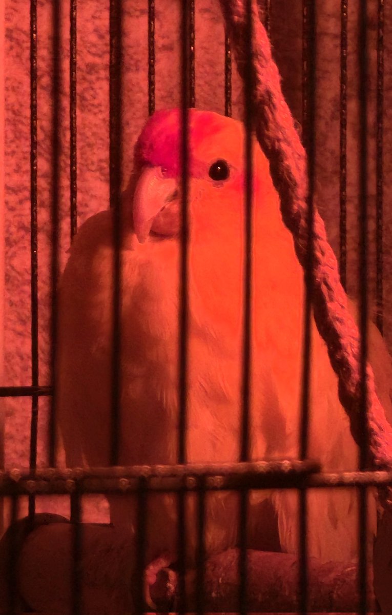 январик tweet media