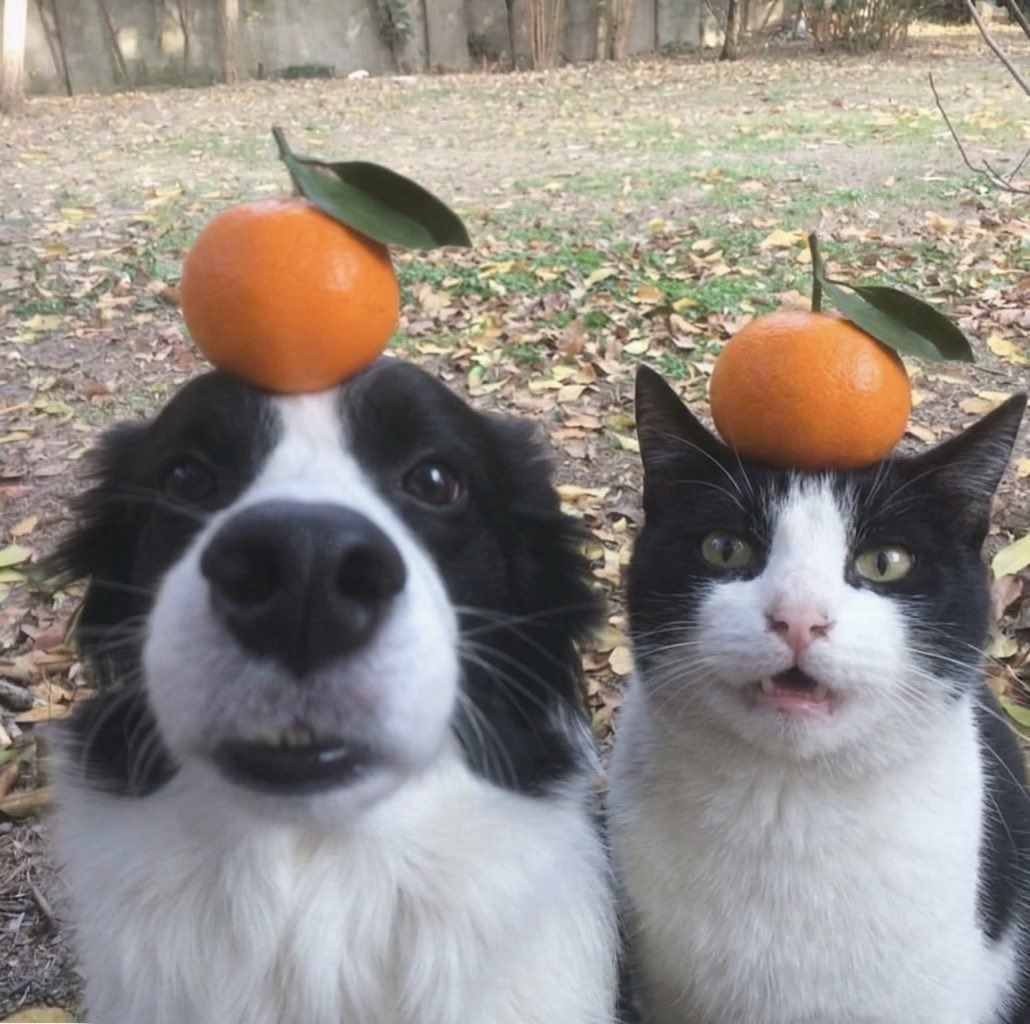 cat memes tweet media