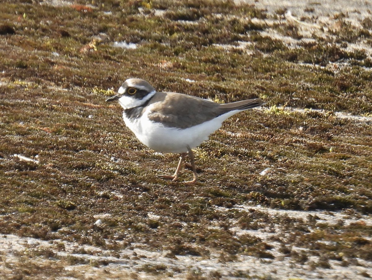 PhilLocker's tweet photo. Pleasant morning at Blithefield  finally locating the Ring Necked Ducks off Beech Tree point. They were too far to photograph so had to make do with this LRP on the causeway. Other birds of note were Kittiwake, Mandarin, Goldeneye and Common Sand. https://t.co/8irlNsIT50