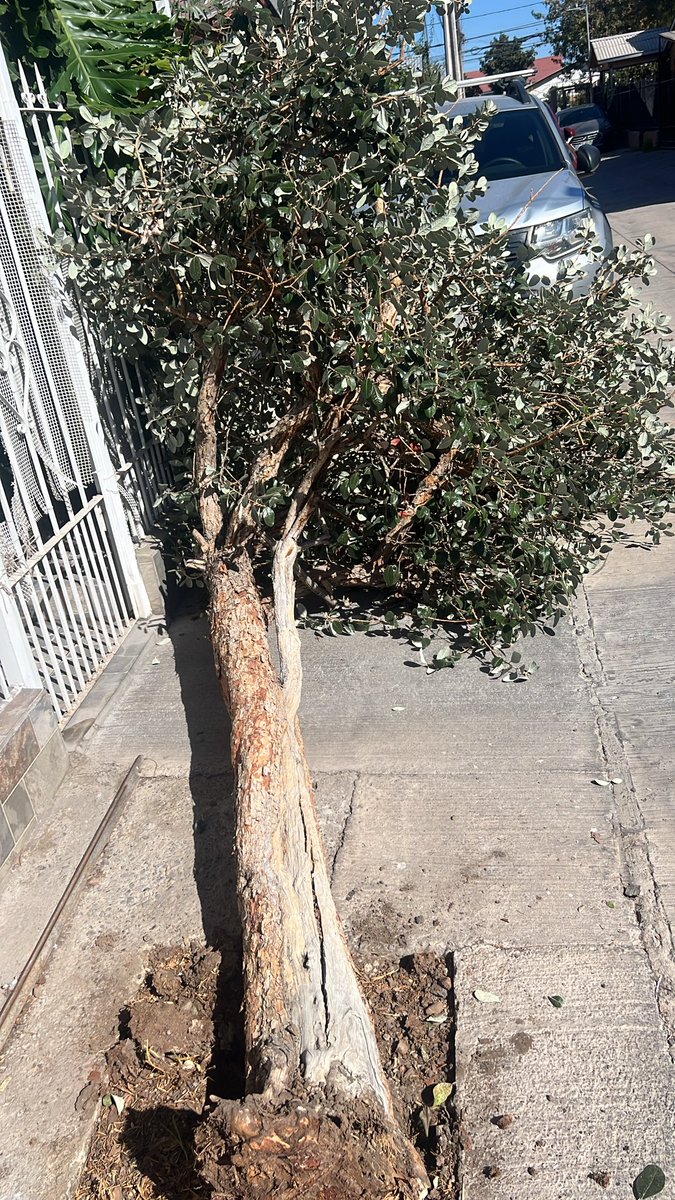 SeHerreraC's tweet photo. @Muni_Maipu me estoy comunicando con ustedes ya que un camión boto el árbol fuera de mi casa y no tengo su respuesta, favor su ayuda https://t.co/VUGE59SfR9