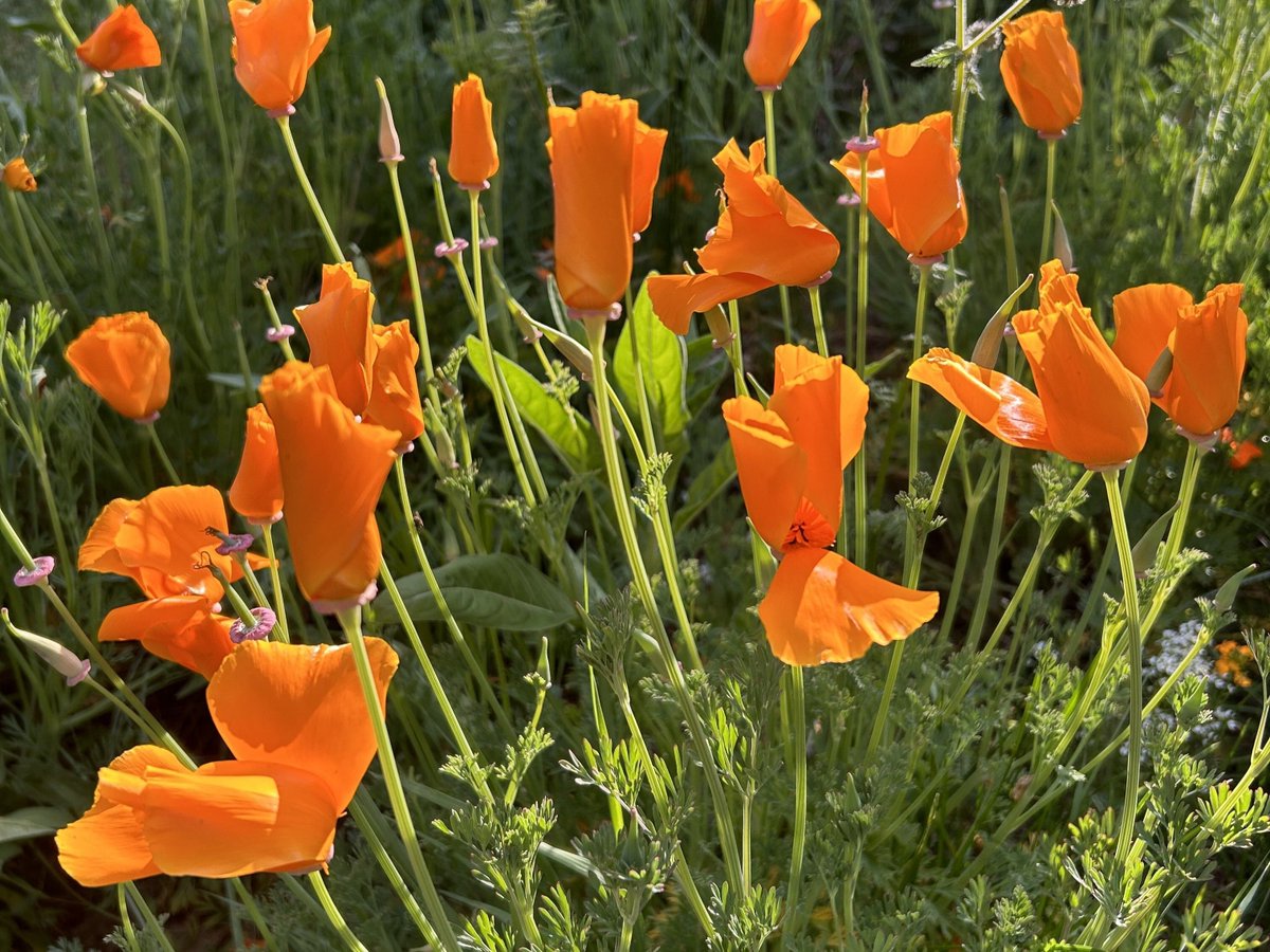 Sierra Nevada Conservancy tweet media