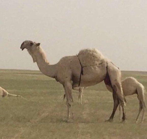 Athbi Al-Shammari | عذبي الشمري tweet media