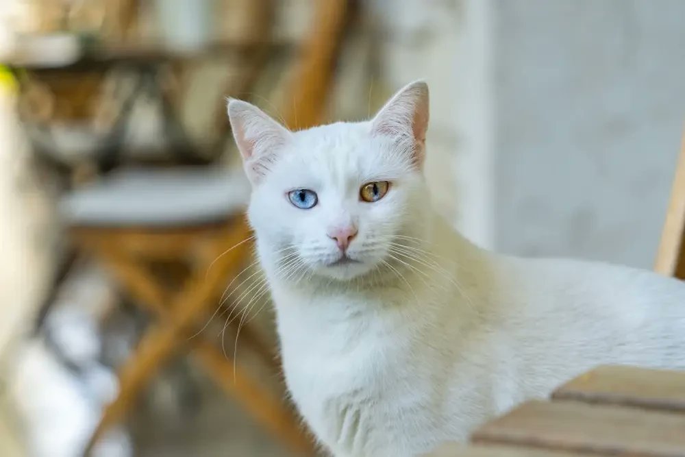 Azad Penaber tweet media