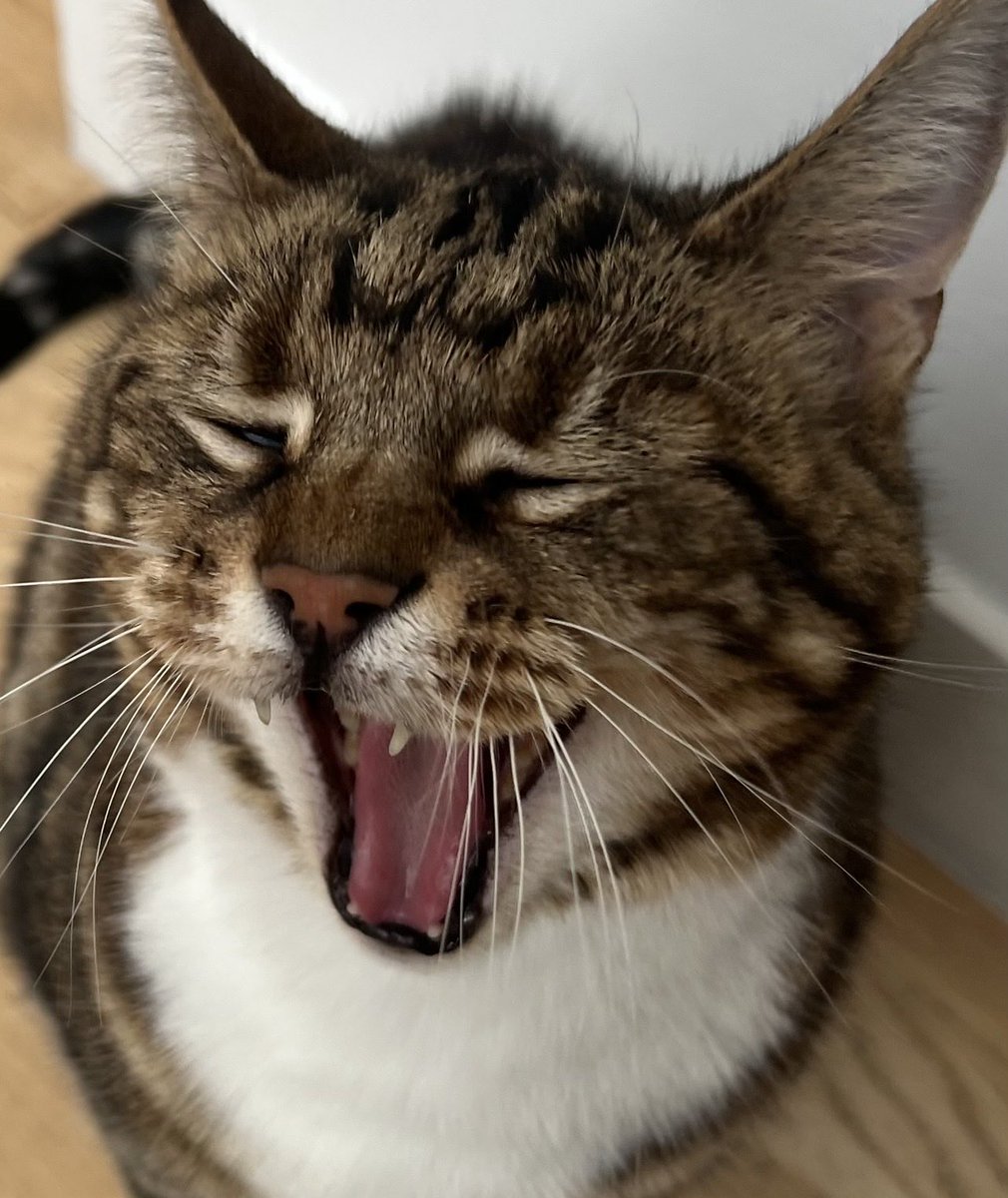 Nelly D & Yogi tweet media