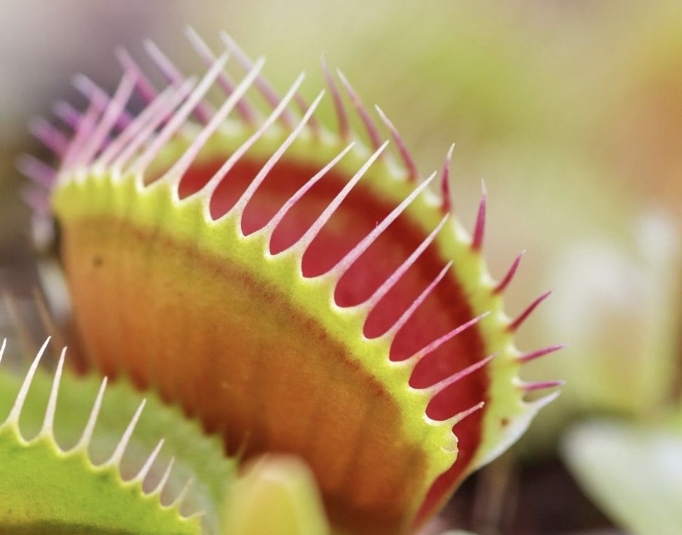 DelrayDot's tweet photo. @AdamParkhomenko Venus fly trap https://t.co/yX0Zy6F6wy