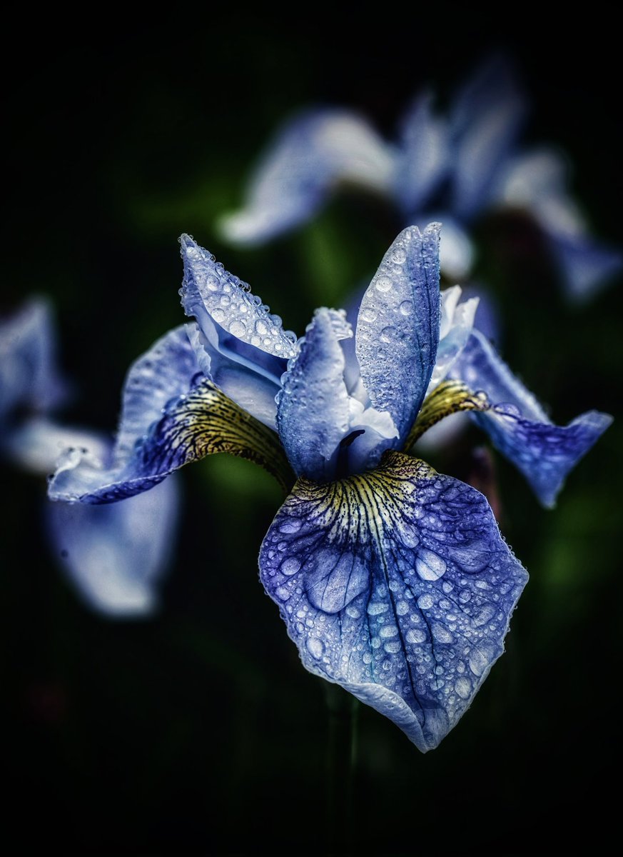 chrisbu03352910's tweet image. #MondayBlue #BlueMonday
📸