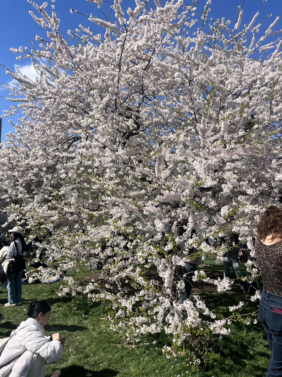 KellyNoseyroo's tweet image. Cherry blossoms in bloom at the #nyccavpack meetup spot! 
#cavpack
