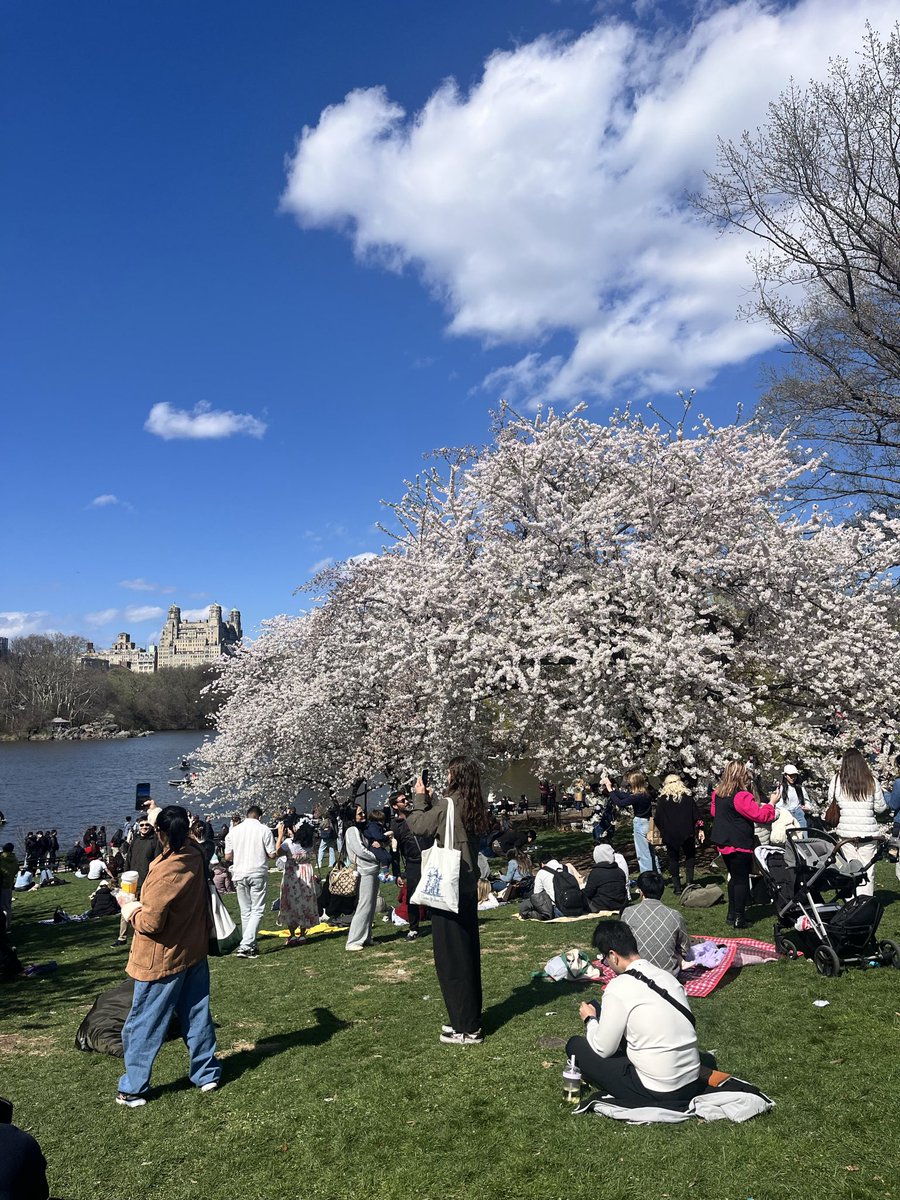 KellyNoseyroo's tweet image. Cherry blossoms in bloom at the #nyccavpack meetup spot! 
#cavpack
