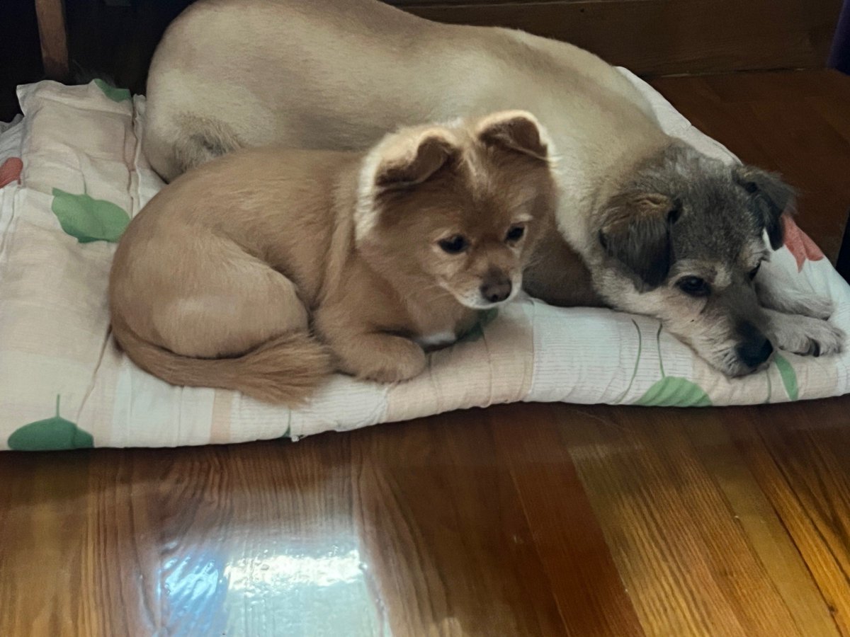 Joshua Reynolds tweet media