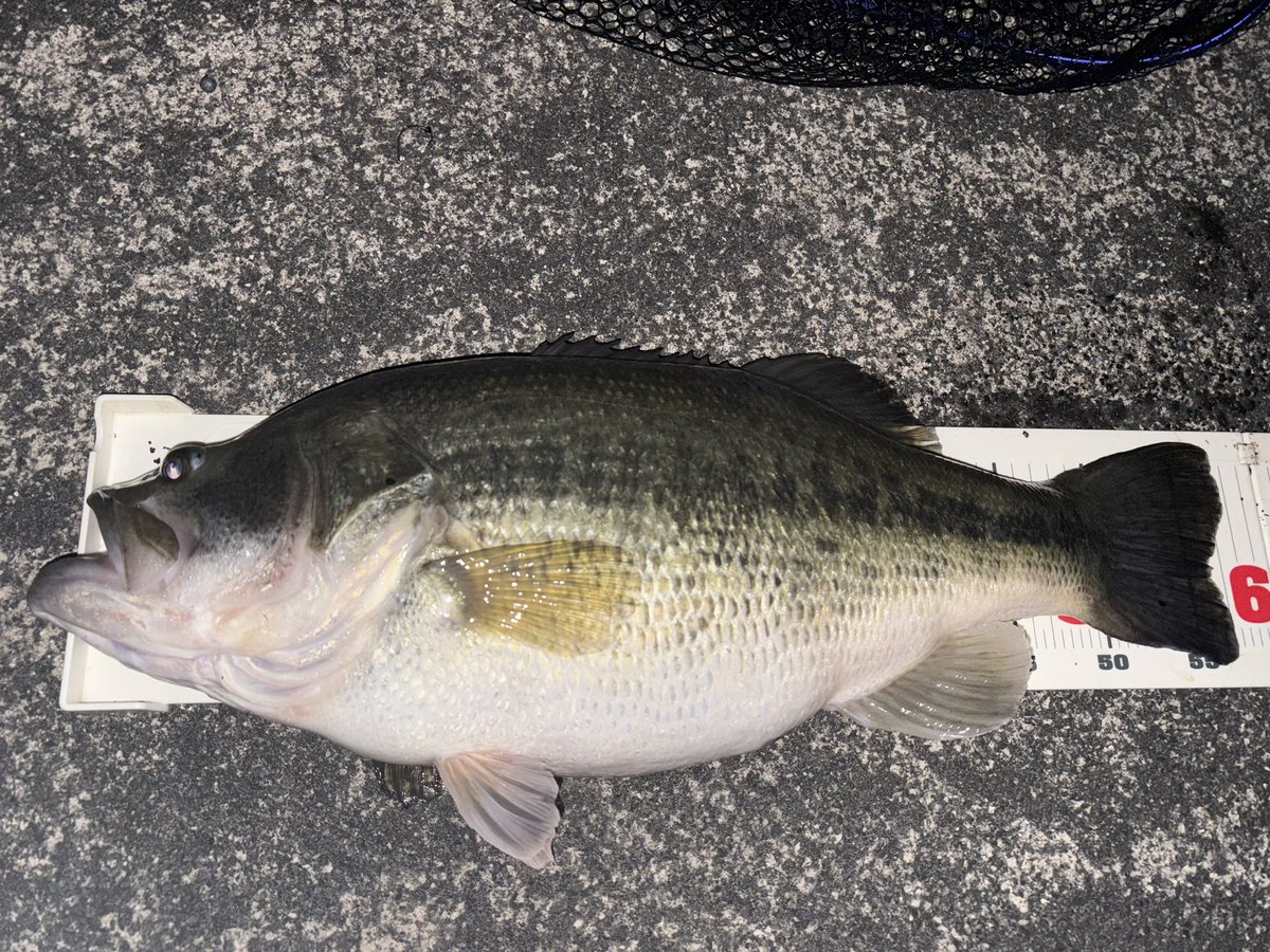 madcapsule227's tweet photo. 57cm 4640gと49

ロクなしテンポン🐟
琵琶湖テンパウンダー🎣 https://t.co/0AobusIUpP