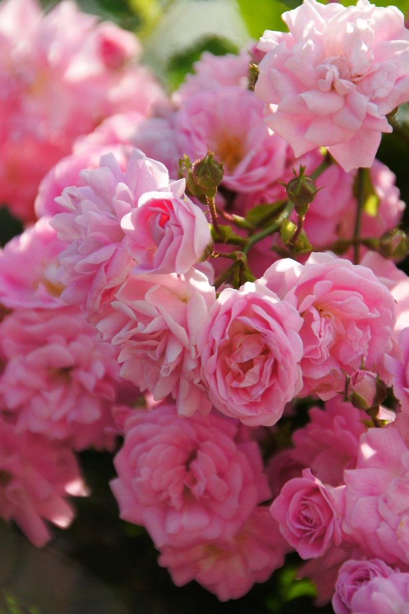 Mickey-Jpn tweet media