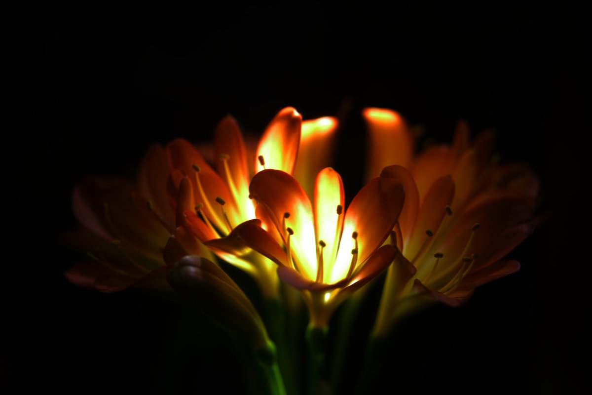 SandraGonz_lez's tweet image. Mon clivia est en fleurs.
#clivia #photographie