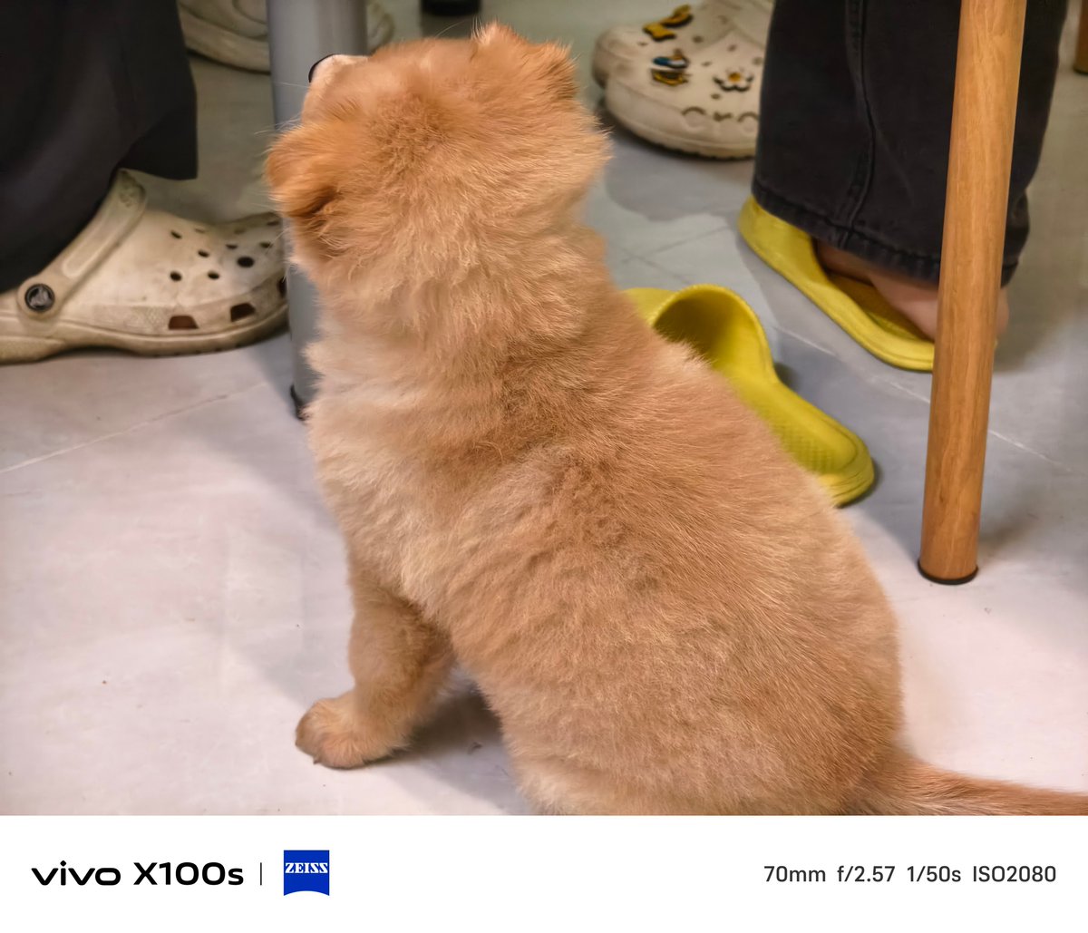 nokontact's tweet photo. "From tiny pup to adventure buddy  Watch your fur baby grow—every wag, every milestone is magic. What’s your pet’s most heartwarming growth moment  #PetGrowth #FurBabyJourney" https://t.co/IM2lUY5VUr