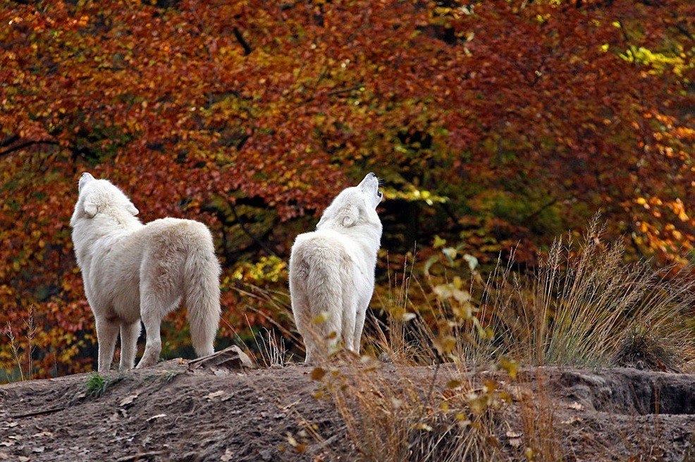 💜 Noon 💜 🔜FWA tweet media