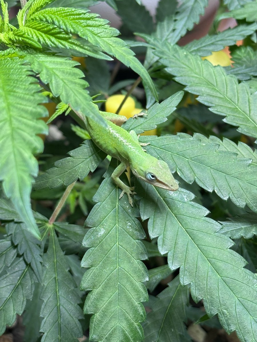 StickyLava 🍄 tweet media