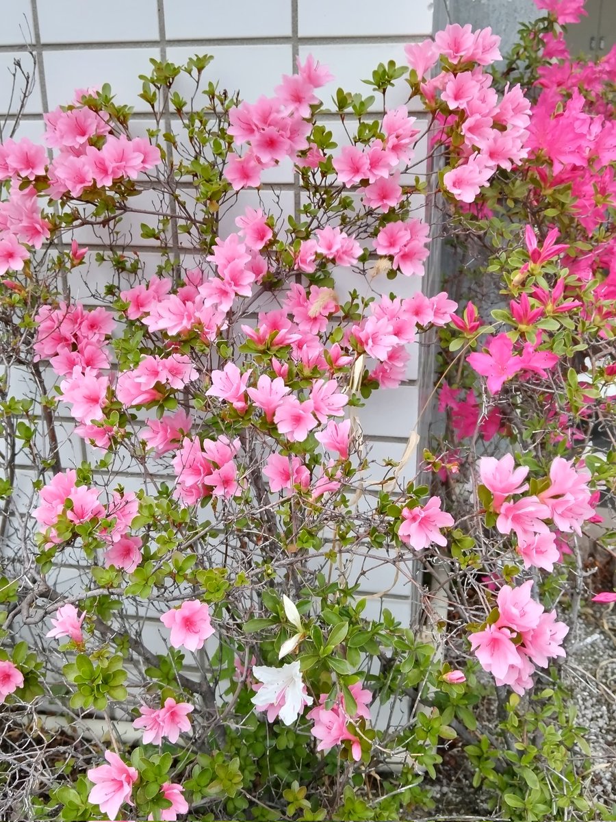 ใทใซใmico tweet media