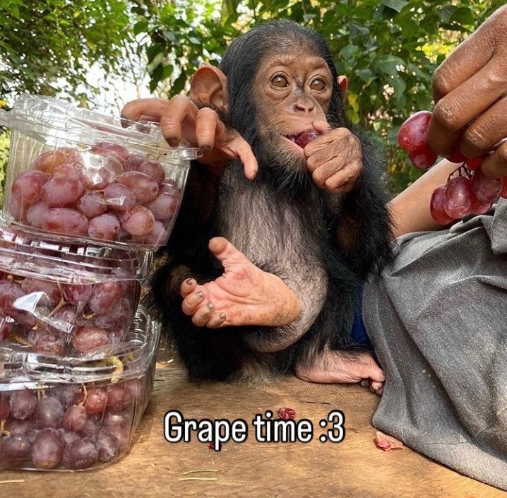 Ink Blot tweet media