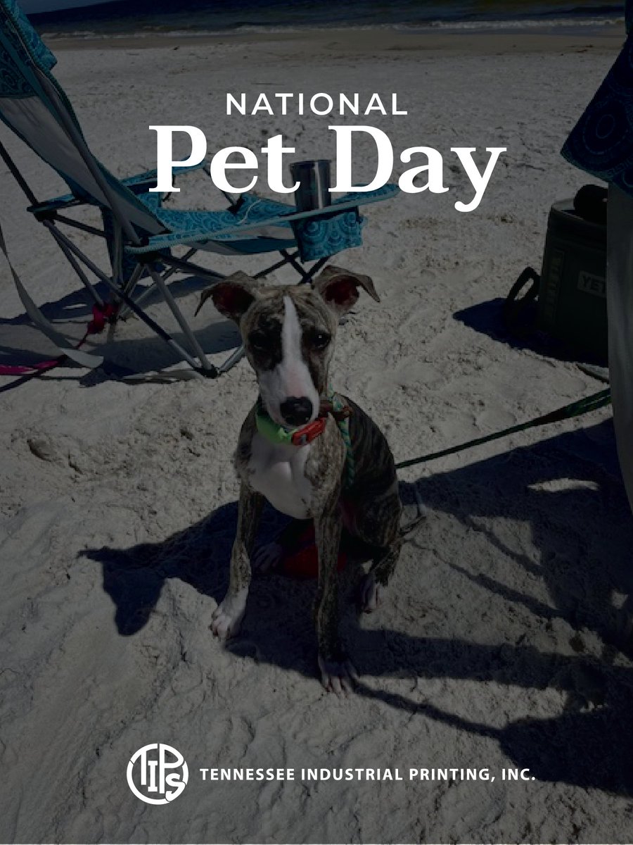 TIPSprints's tweet photo. Happy National Pet Day from Lizzie, Louie, and the rest of the team at Tennessee Industrial Printing Services! We’re celebrating the duo that makes our shop feel like home.

#NationalPetDay #LizzieAndLouie #TIPS #PrintShopPups https://t.co/XiPPKJooXk