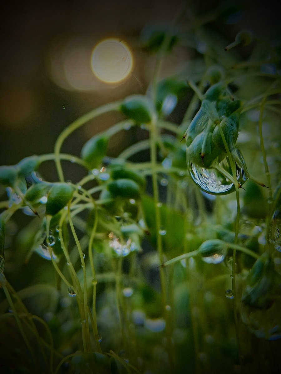 SewellLeigh's tweet photo. Moss + rain = π€©
#macromonday #mondaymorning #mossisboss #nature #naturephotography #macro https://t.co/ksTwv6mRWB