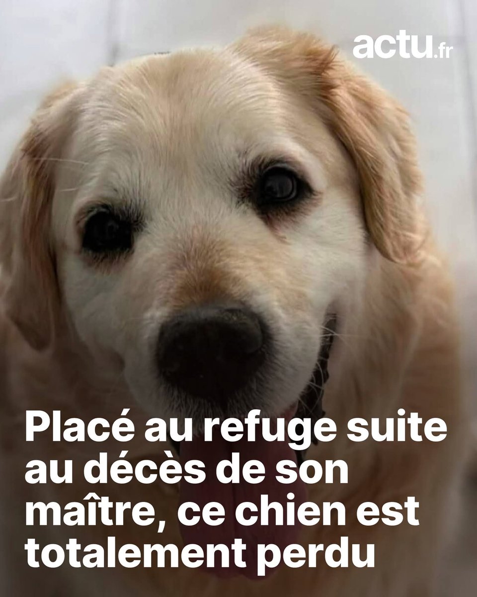 Adea Claude tweet media