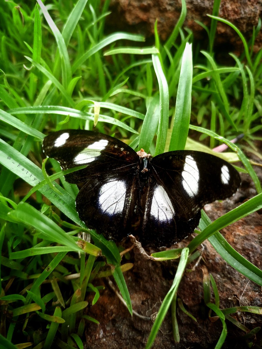 Macro Monday!!

QP or Share your macro photography