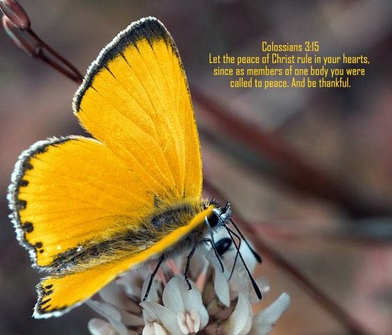 Catangels's tweet photo. Colossians 3:15† https://t.co/LEXde5EDvl
