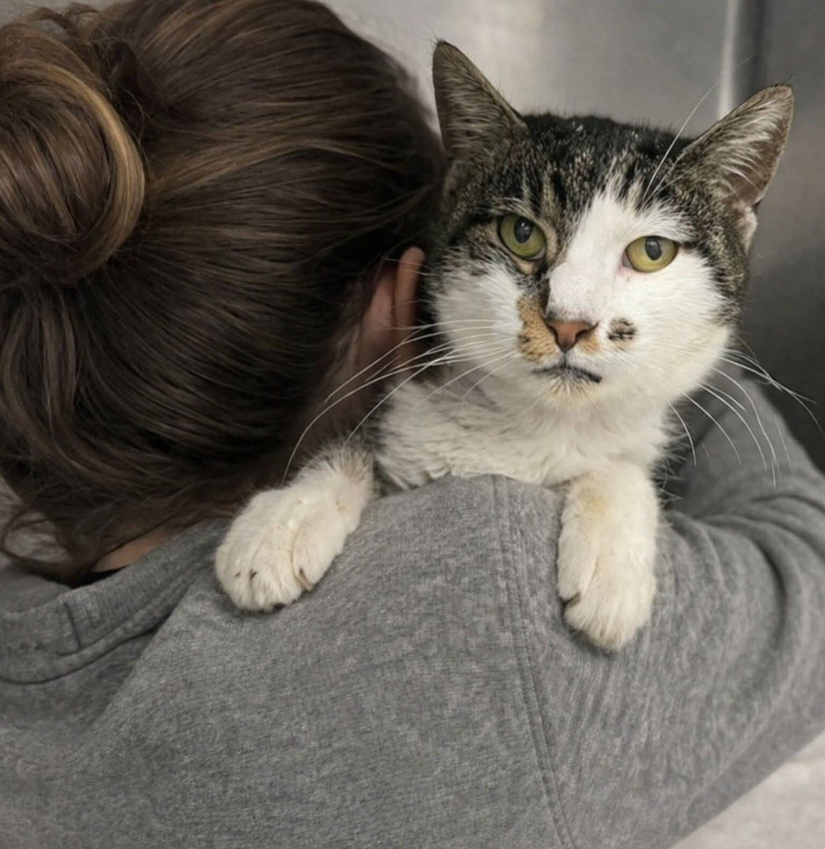 Enpa Odv tweet media