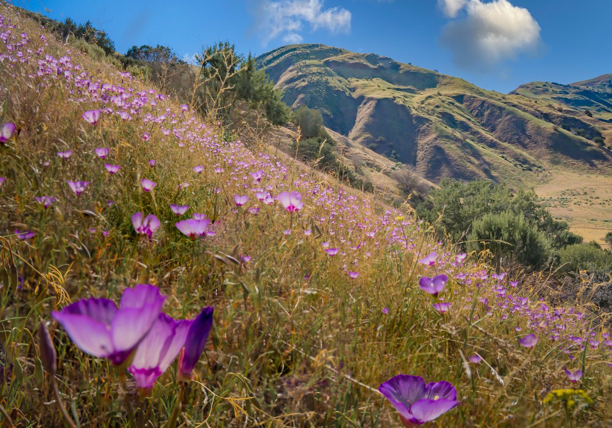 You can almost feel the breeze on this mountainside meadow of wildflowers at Curry Mountain in California. The area's steep and rugged terrain is complemented this time of year with beautiful blooms.

Photo by Jesse Pluim / <a href="/BLMNational/">Bureau of Land Management - National</a>
