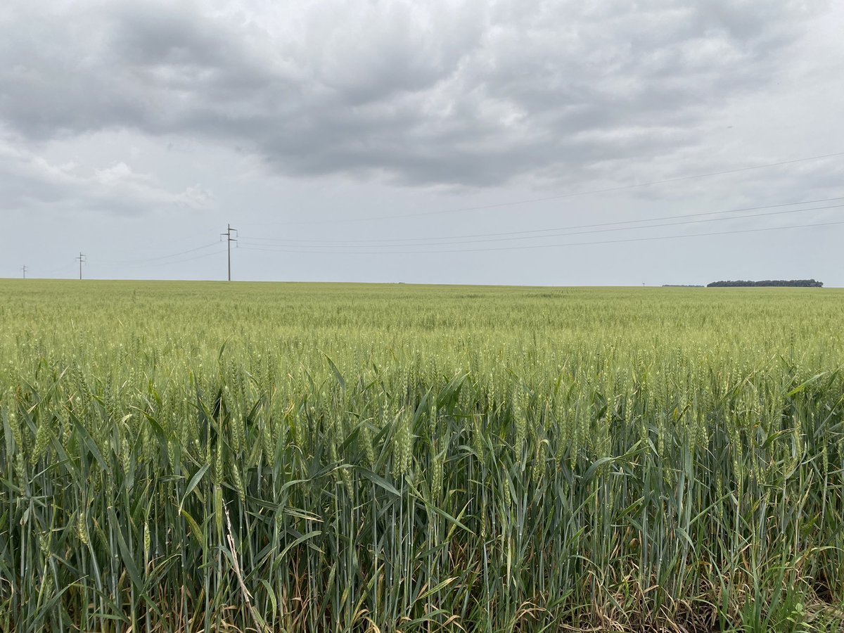 Bumper Crop tweet media