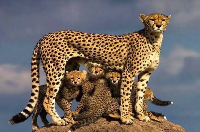 Iran In Deutschland tweet media