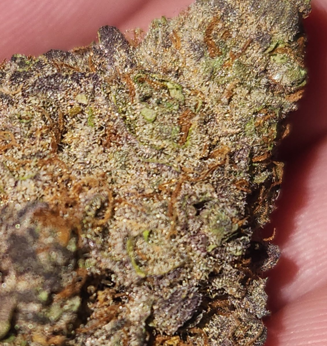 Jinxproof Genetics tweet media