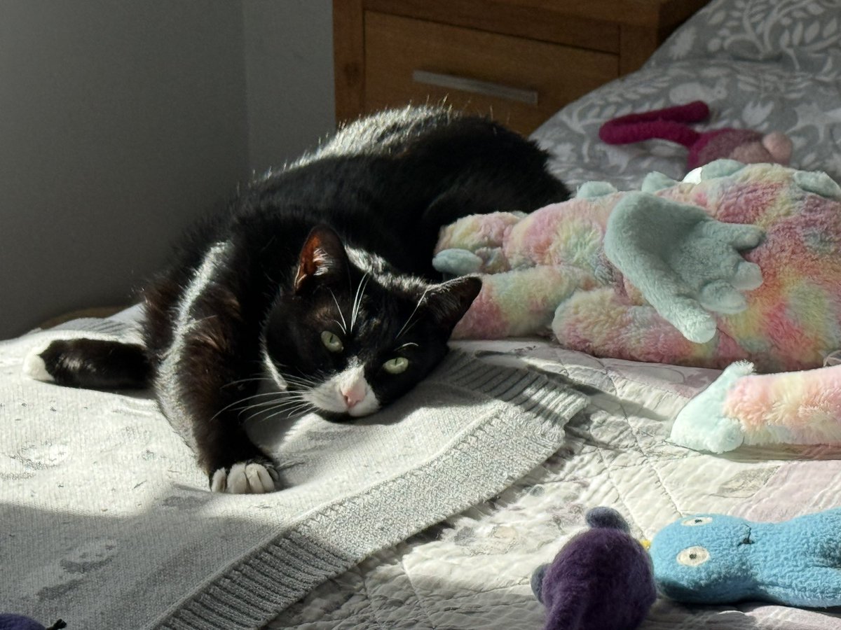 Phoebe, Selene and Mr Binx tweet media