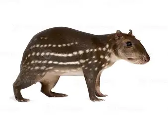 Geraldo Milagre tweet media