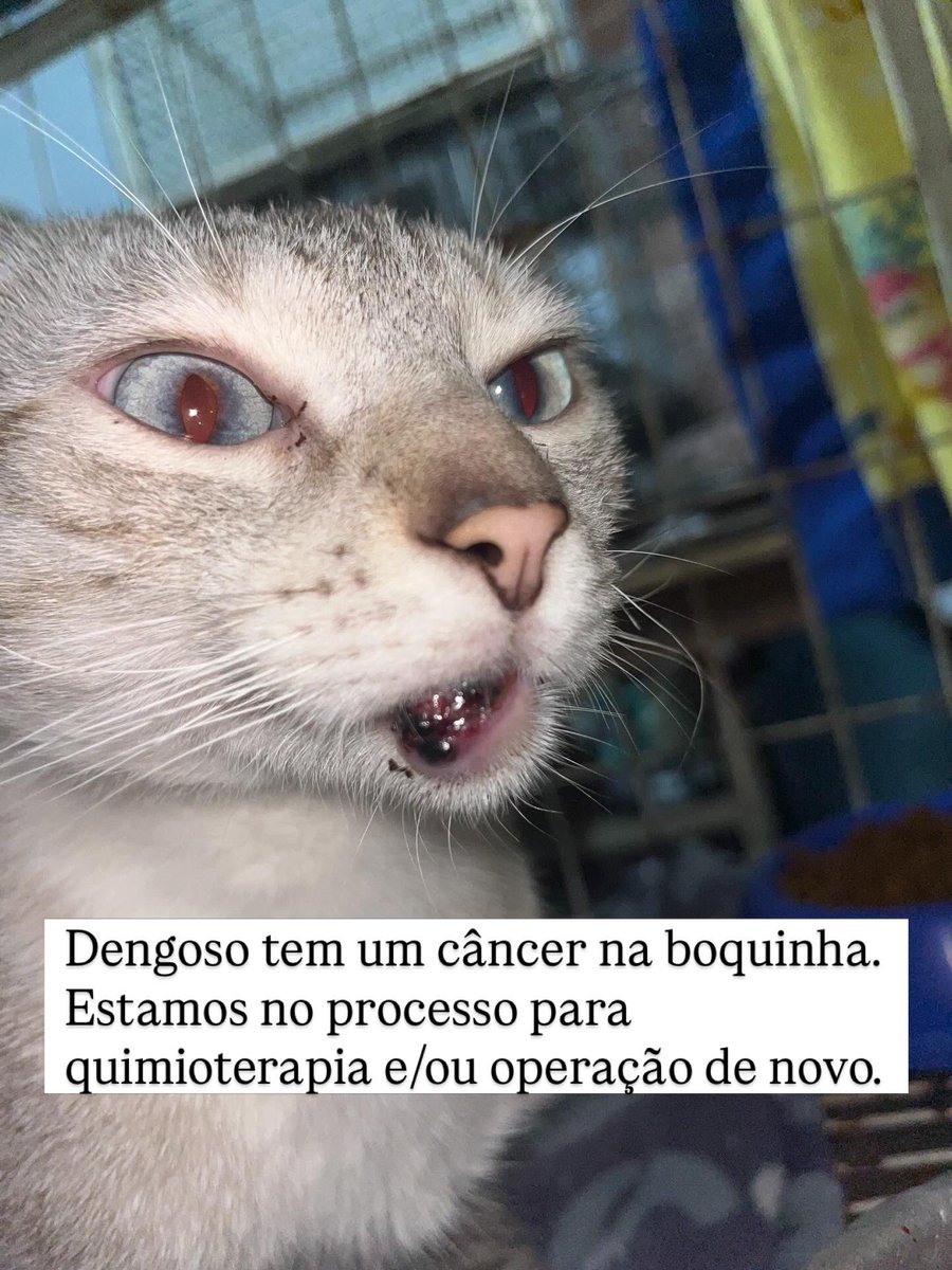 Abrigo Meimei tweet media