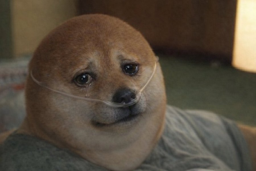 What the dog doing? | 我的刀盾 tweet media