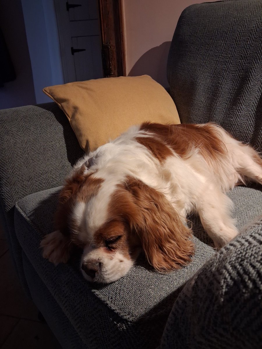 Dog Walker & Pub Lunches & Garden Smoker. Millwall tweet media