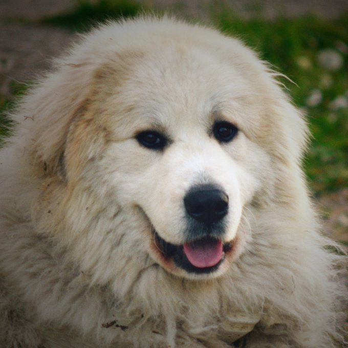 AlanGuerzoni's tweet image. Suca Pope!
#groot