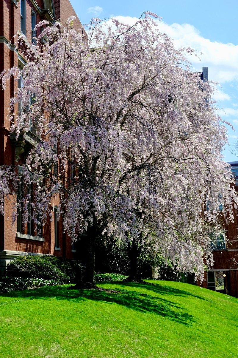 Syed Z. Ali tweet media