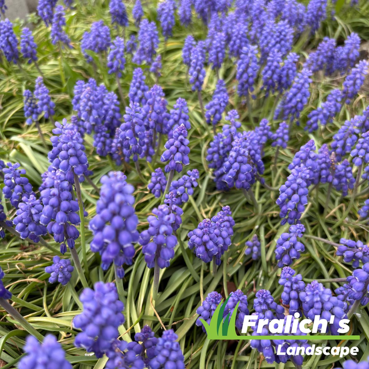 Fralichs2026's tweet image. Sometimes in landscaping you have to “stop and smell the roses.” In this case, we had to stop and admire these Muscari. Aren’t they perfect?

#springbulbs #spring #landscaper #greenseason