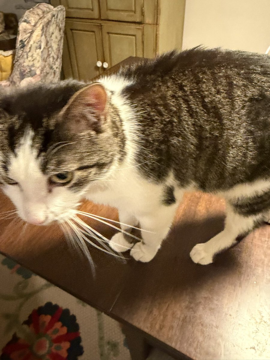 hot dog princess tweet media