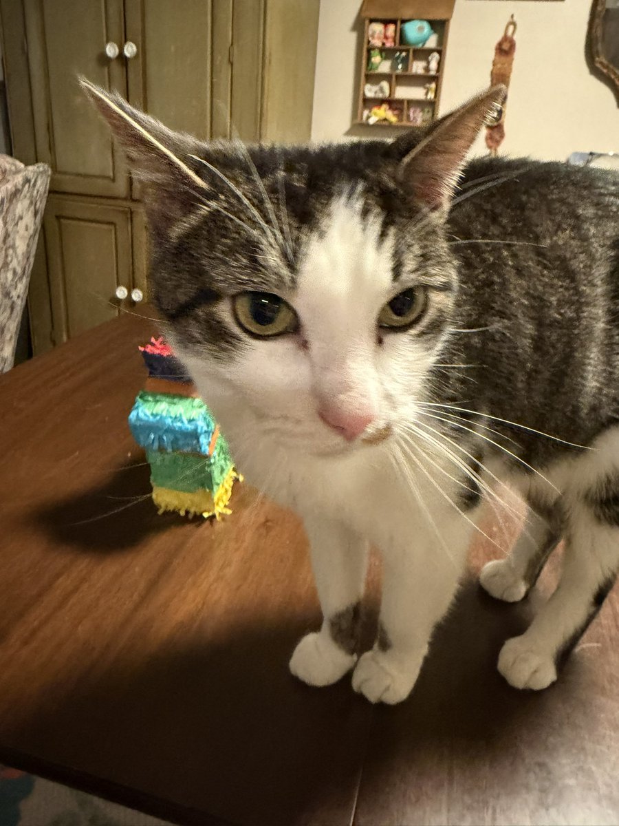 hot dog princess tweet media